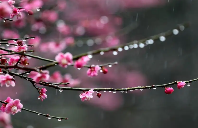 「原创诗词」白惠丽 | 风去后，对月尊，别误梦思君（词十阕）