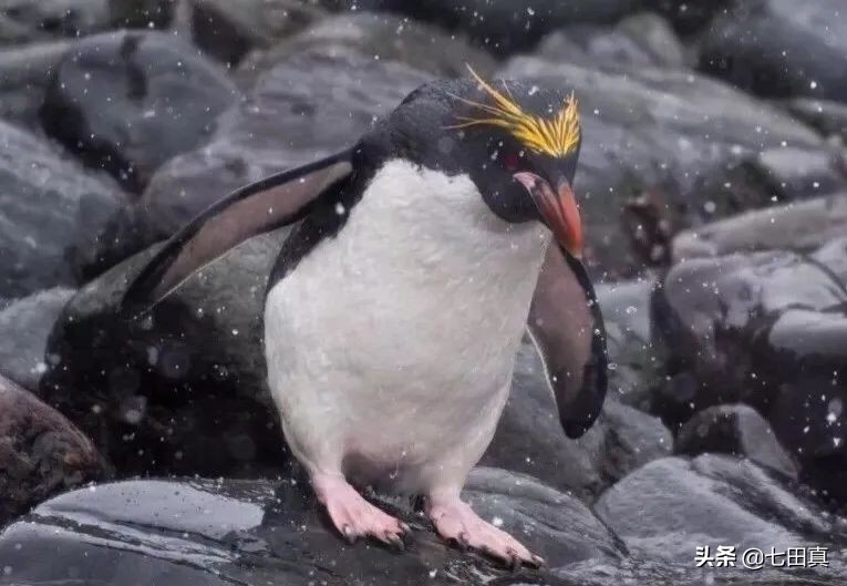 马可罗尼企鹅:像通心面小蓝企鹅:最小企鹅黄眼企鹅:忠诚企鹅接下来