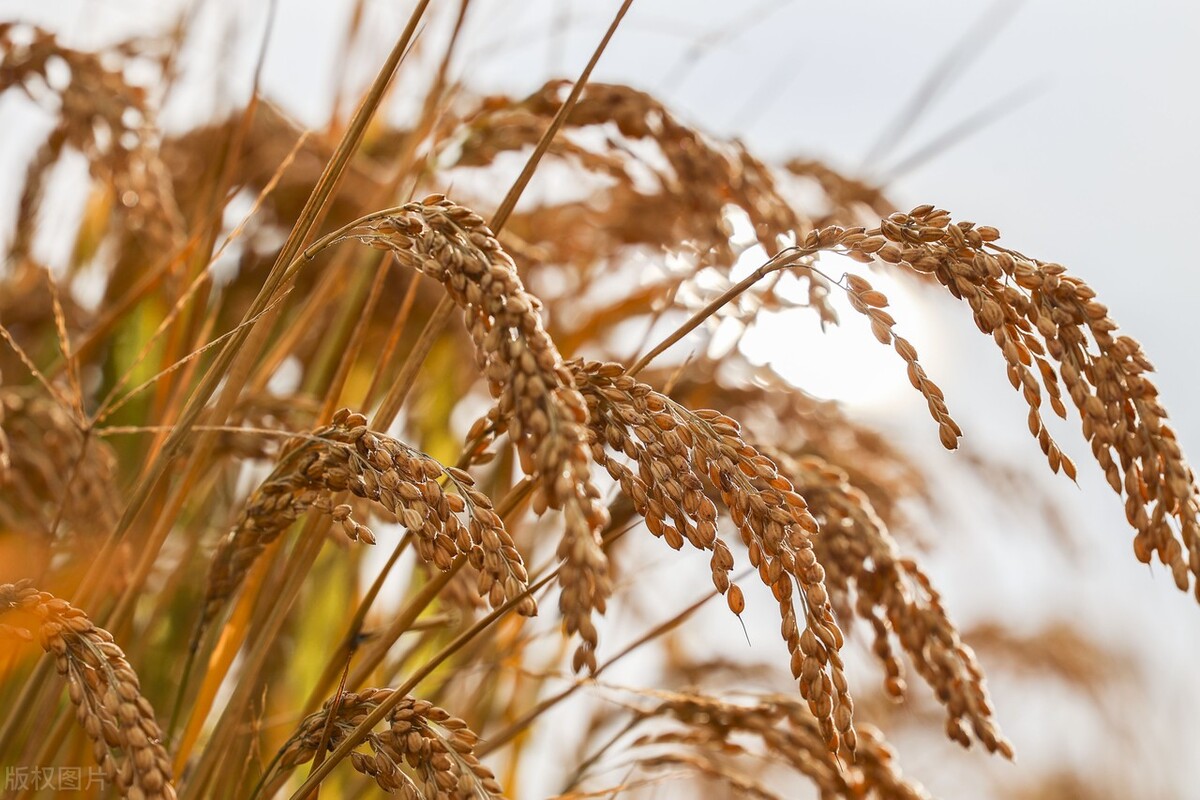 水稻价格突然“变脸”，开始落价，11月15日全国最新稻谷价格