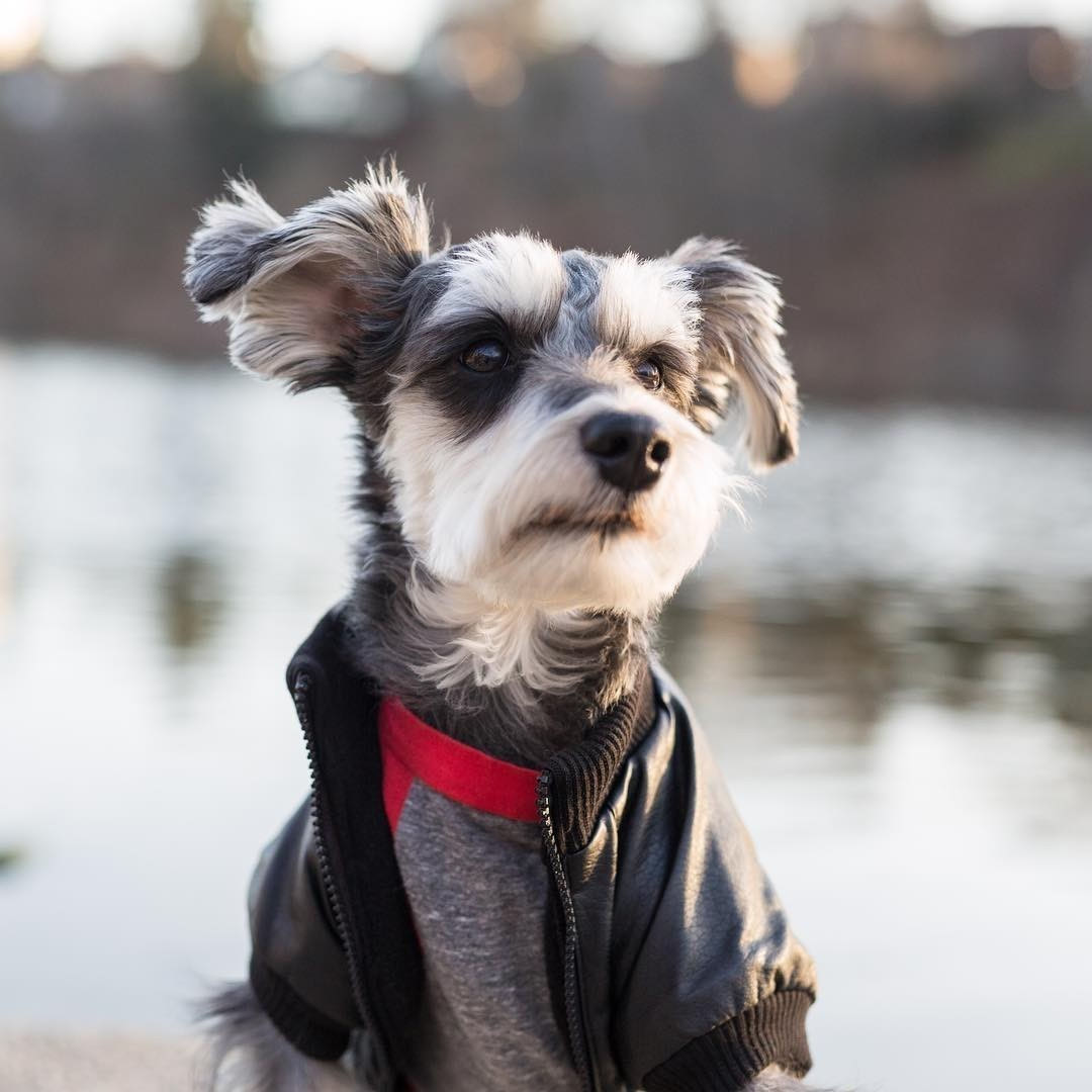 怎样训练雪纳瑞