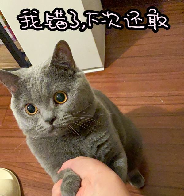 为什么这么多人养“蓝猫”？网友：养了就不想换猫了