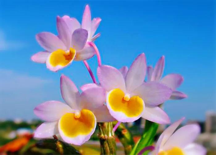 玫瑰石斛～茎悬垂，花姿优雅，玲珑可爱，花色鲜艳，气味芳香