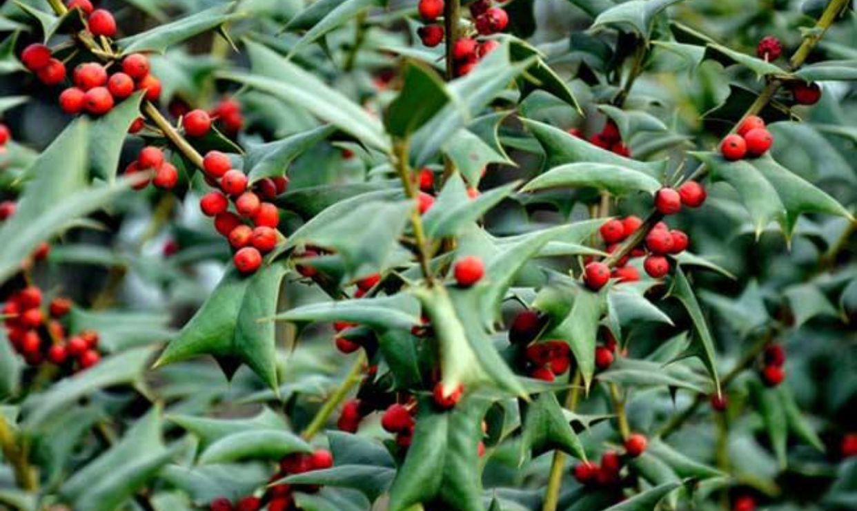 枸骨树价格表(农民讨厌的植物枸骨,却有3个厉害的妙用,很多人不知道)