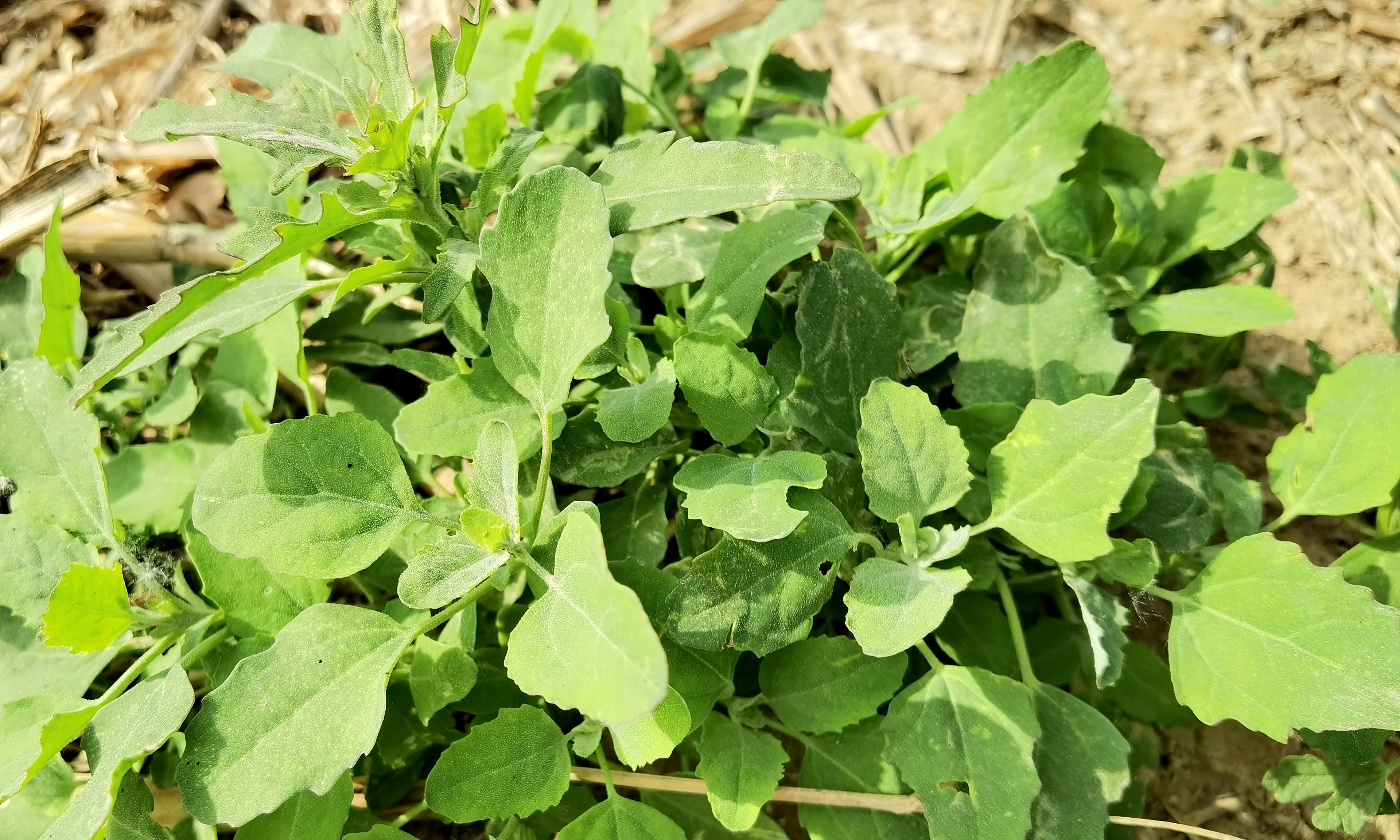 灰灰菜图片(灰灰菜图片功效与作用 食用方法)_友友