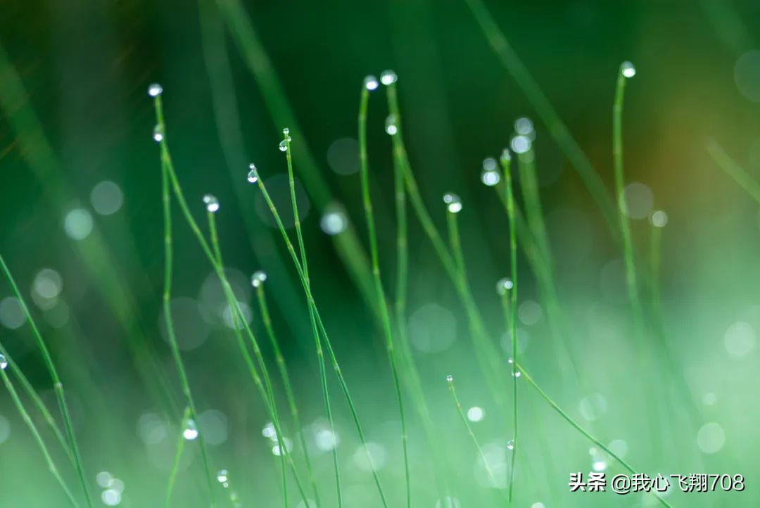 七绝《晨雨之春》