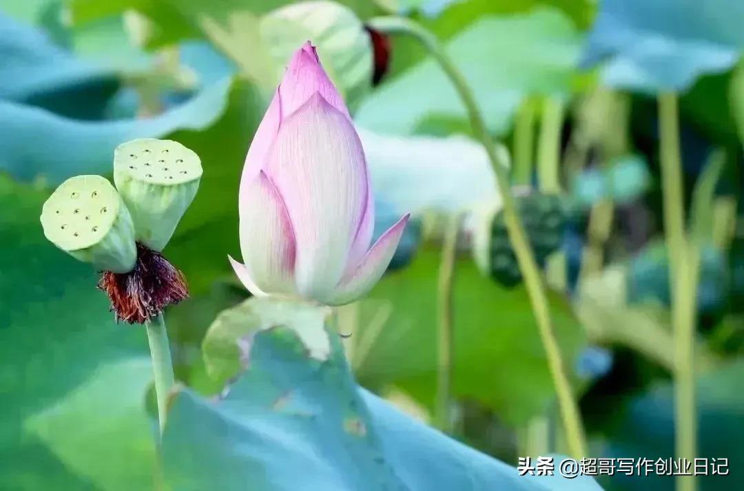 做项目别再傻傻地观望，一定要成为第一个吃螃蟹的那个人