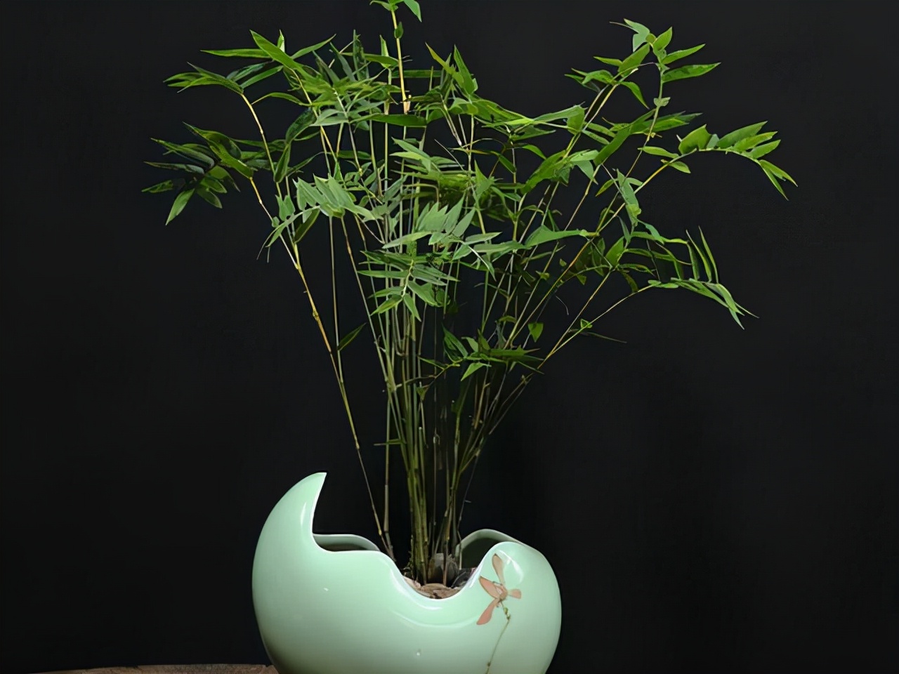 凤尾竹开花（盘点3种绝美可以养在室内的竹子）