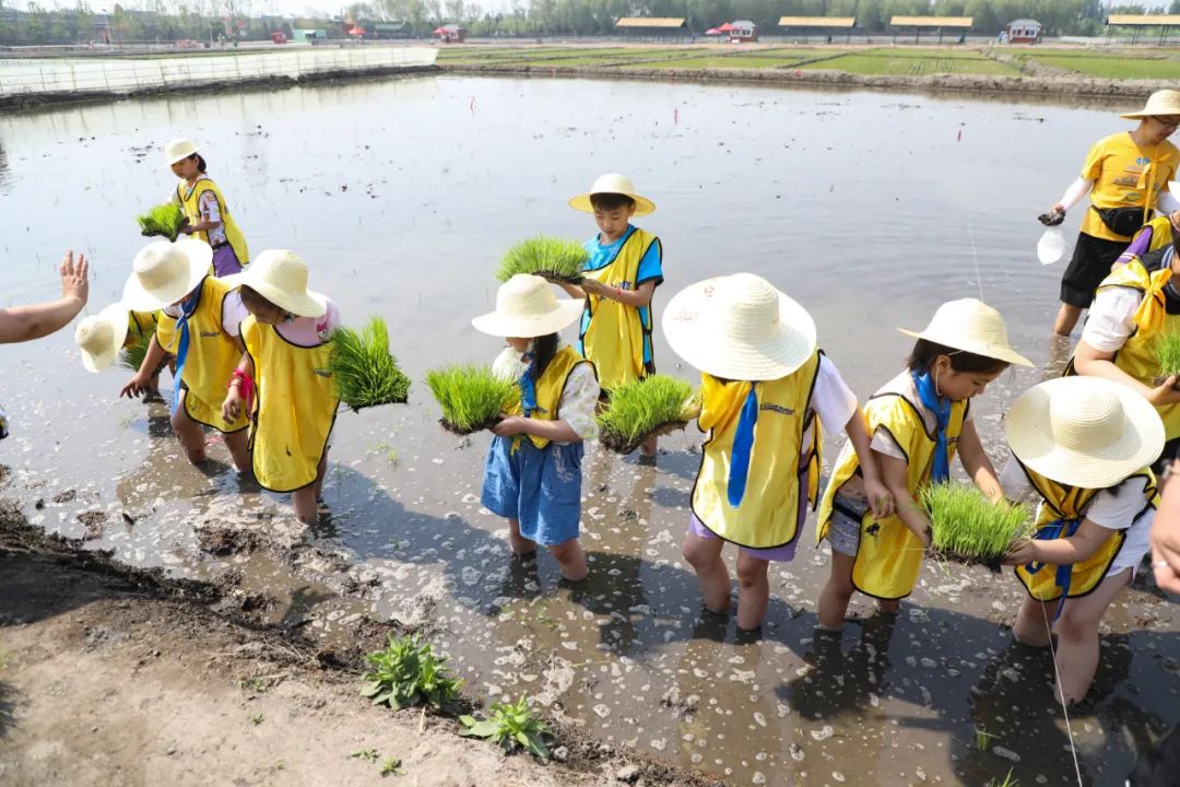 太原市晋源区：稻田公园浓情端午节 别样插秧忙