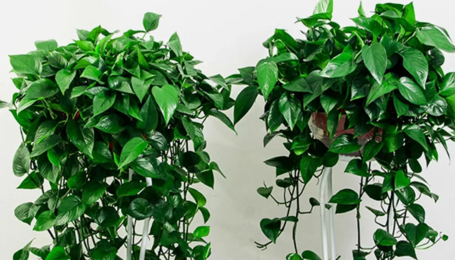 新房除甲醛可以试试以下6种处理方法，一些植物也能起到辅助作用