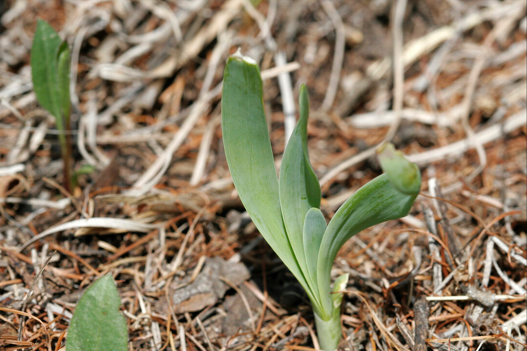 春天到了，30種野菜辨別圖片，帶你認識不同的野菜和吃法