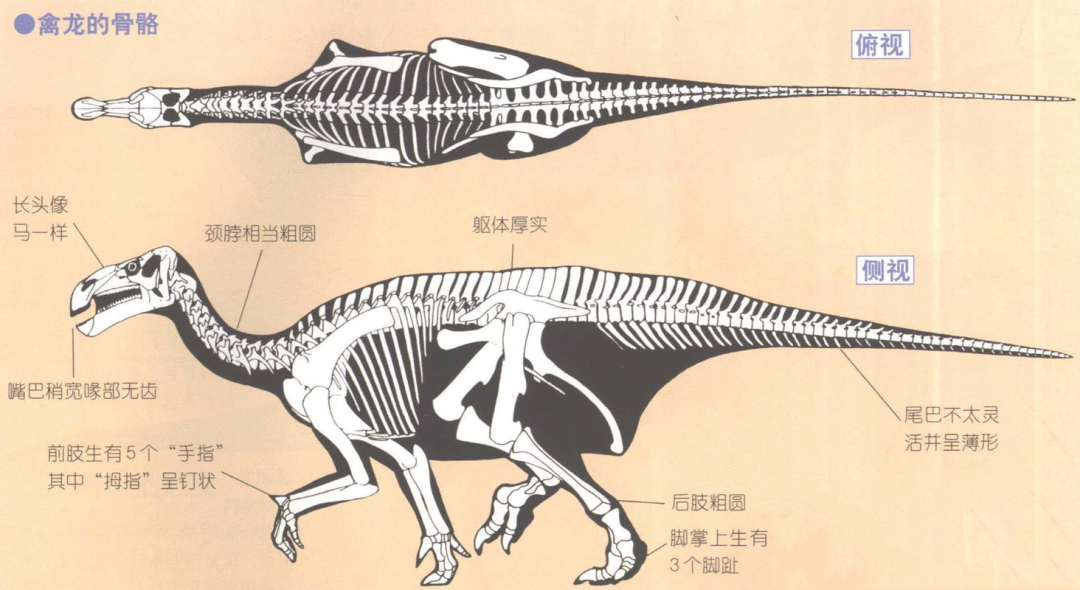 鸟臀目的禽龙鸟臀目恐龙的代表有剑龙,甲龙,禽龙,角龙和鸭嘴龙等,不过