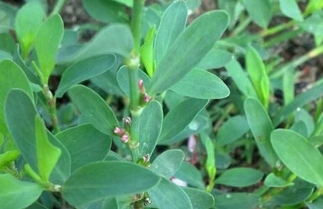 猪芽草的功效与作用-我的快乐小窝