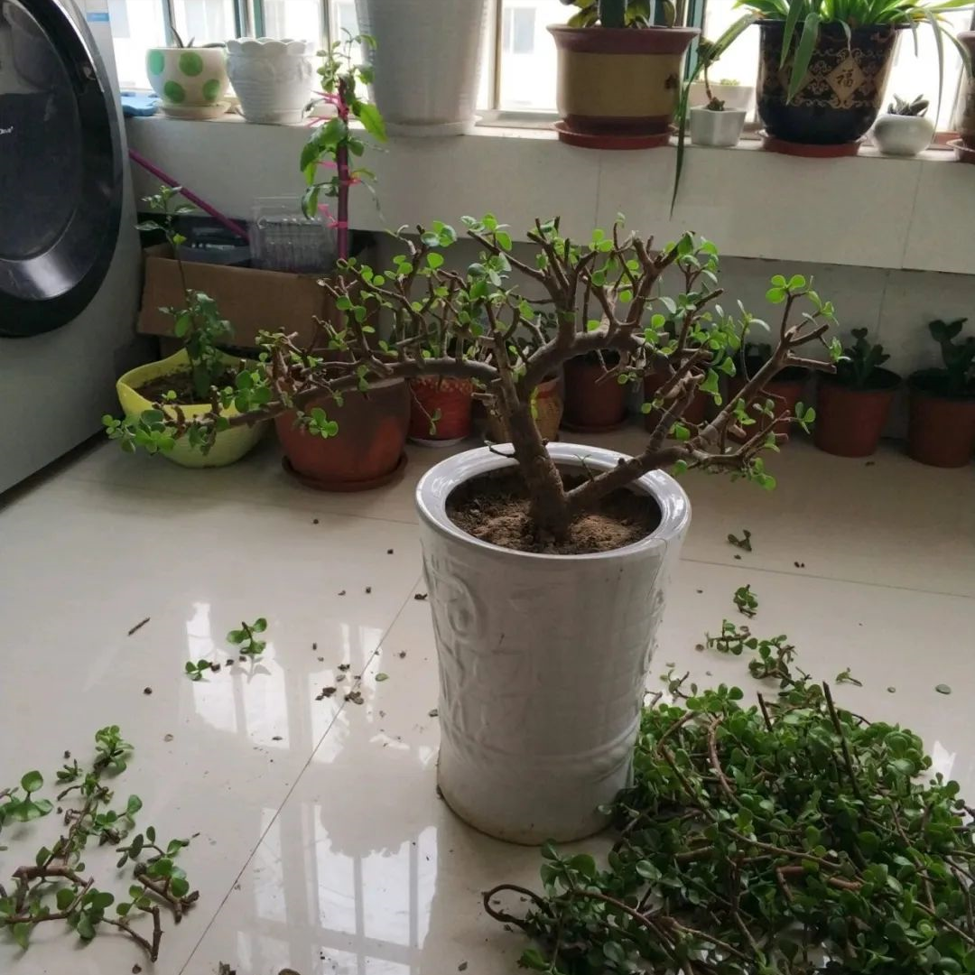 最好养的花卉有哪些（盘点五种最好养活的花卉）