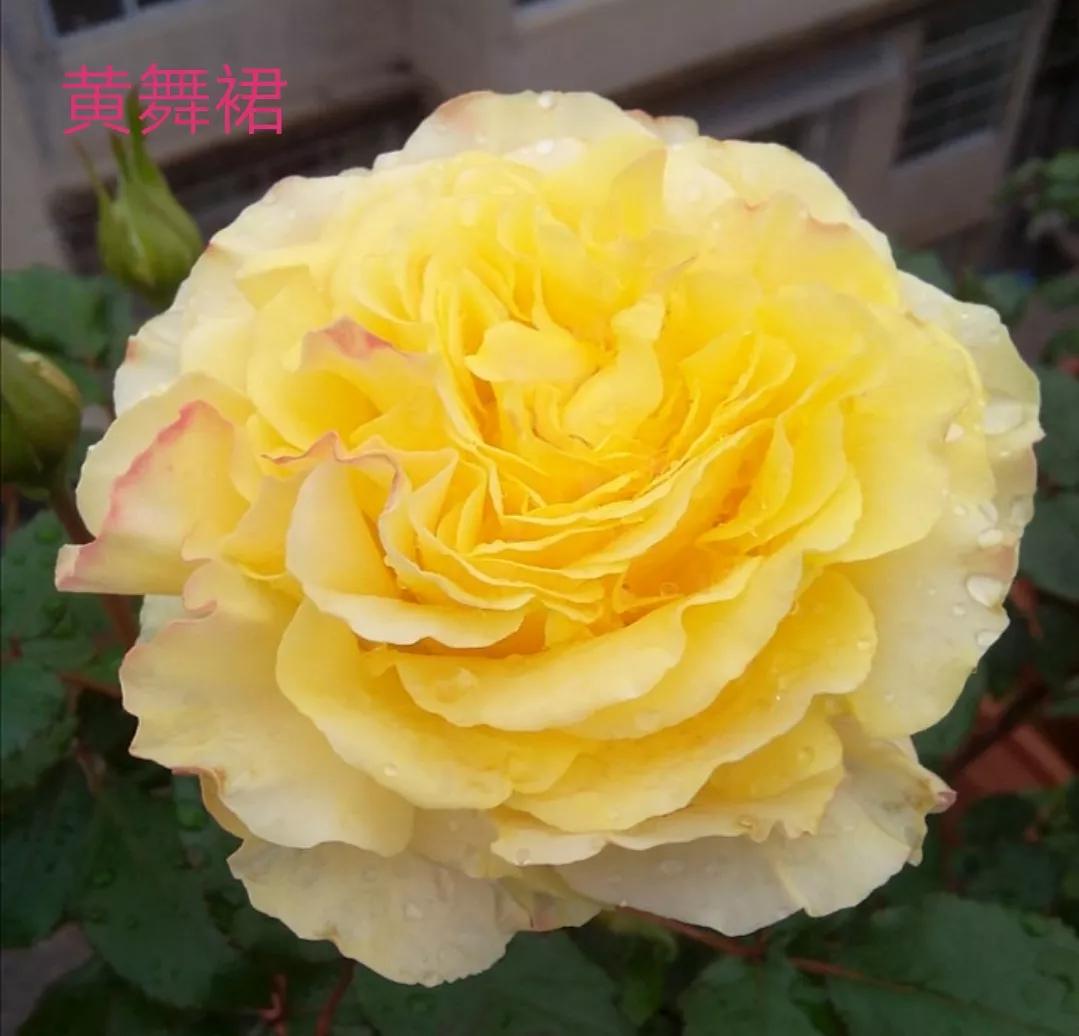 梦幻花园月季图片(常见切花月季一览表大全)