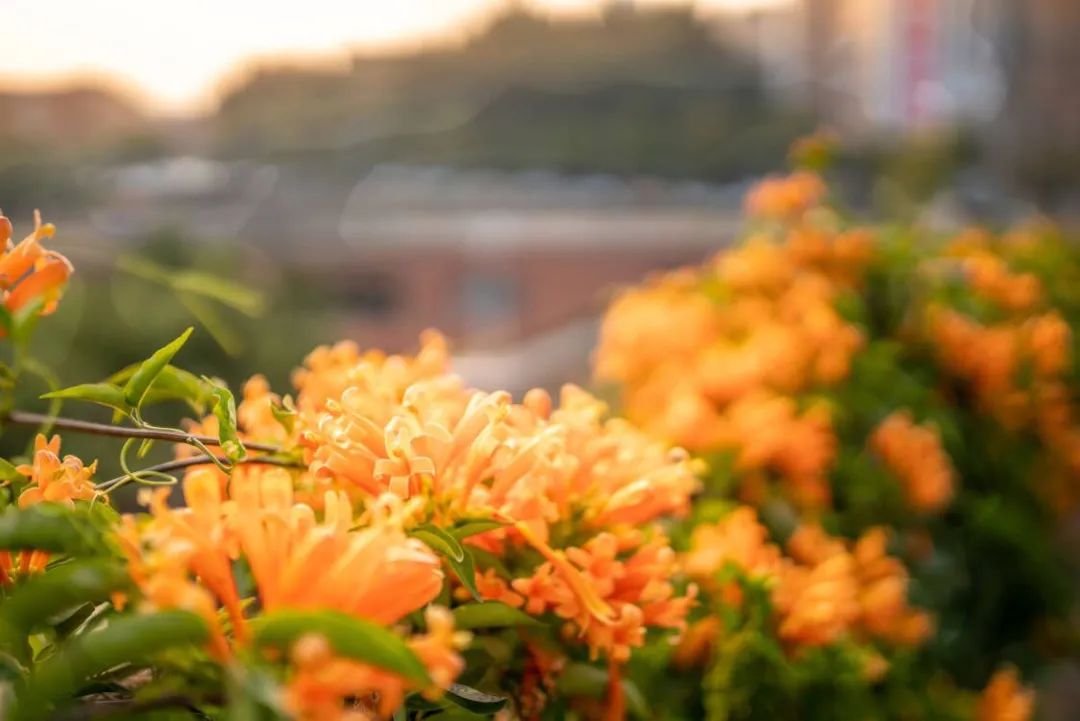 春日花序 | 惊蛰花开渐繁盛，雨过雀鸣万物生