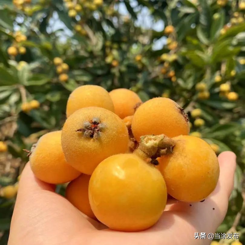 安徽当涂：大青山的枇杷熟了！