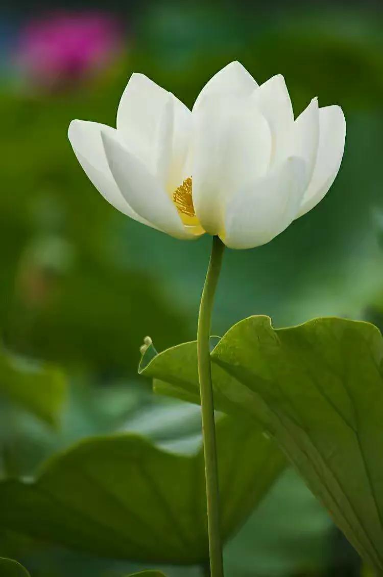 似彼白莲花,在水不着水.白莲开,净颜照月牙,弱水三千尽繁华.原创文案