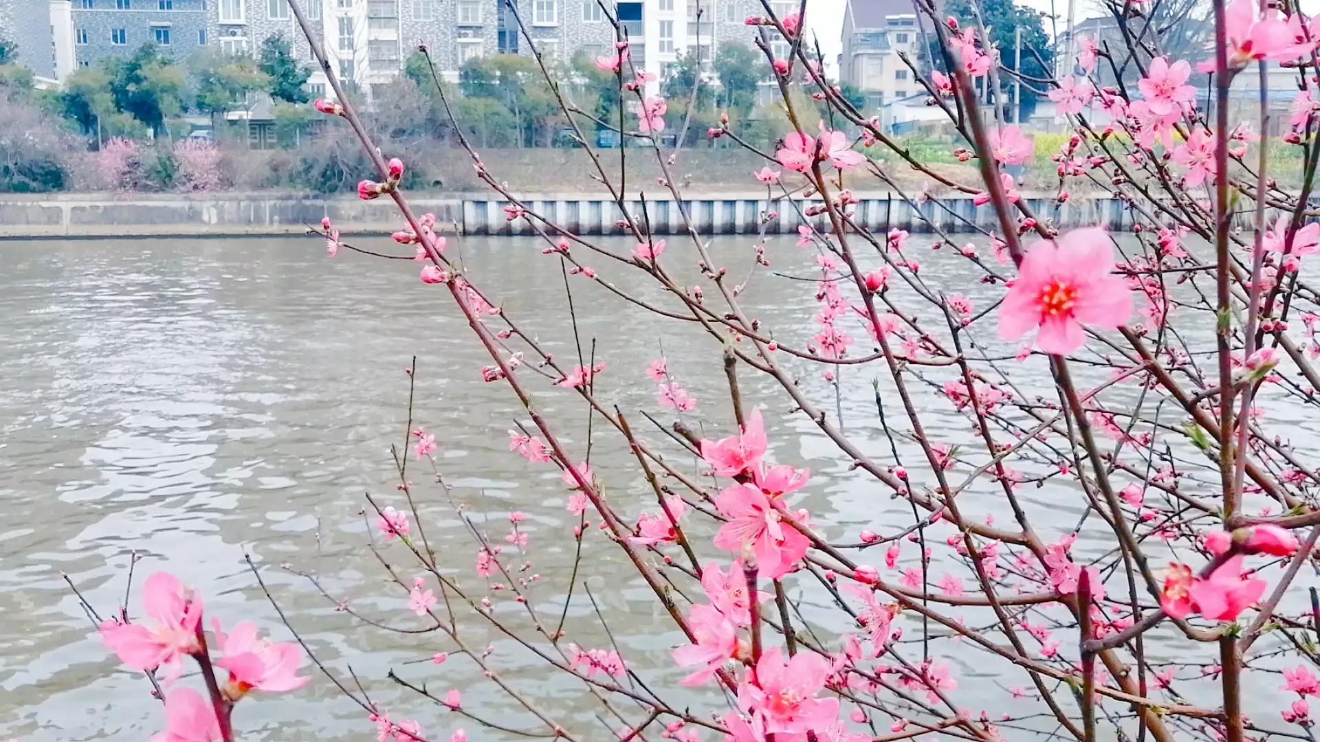 春有约，花不负，阳春三月踏青正当时