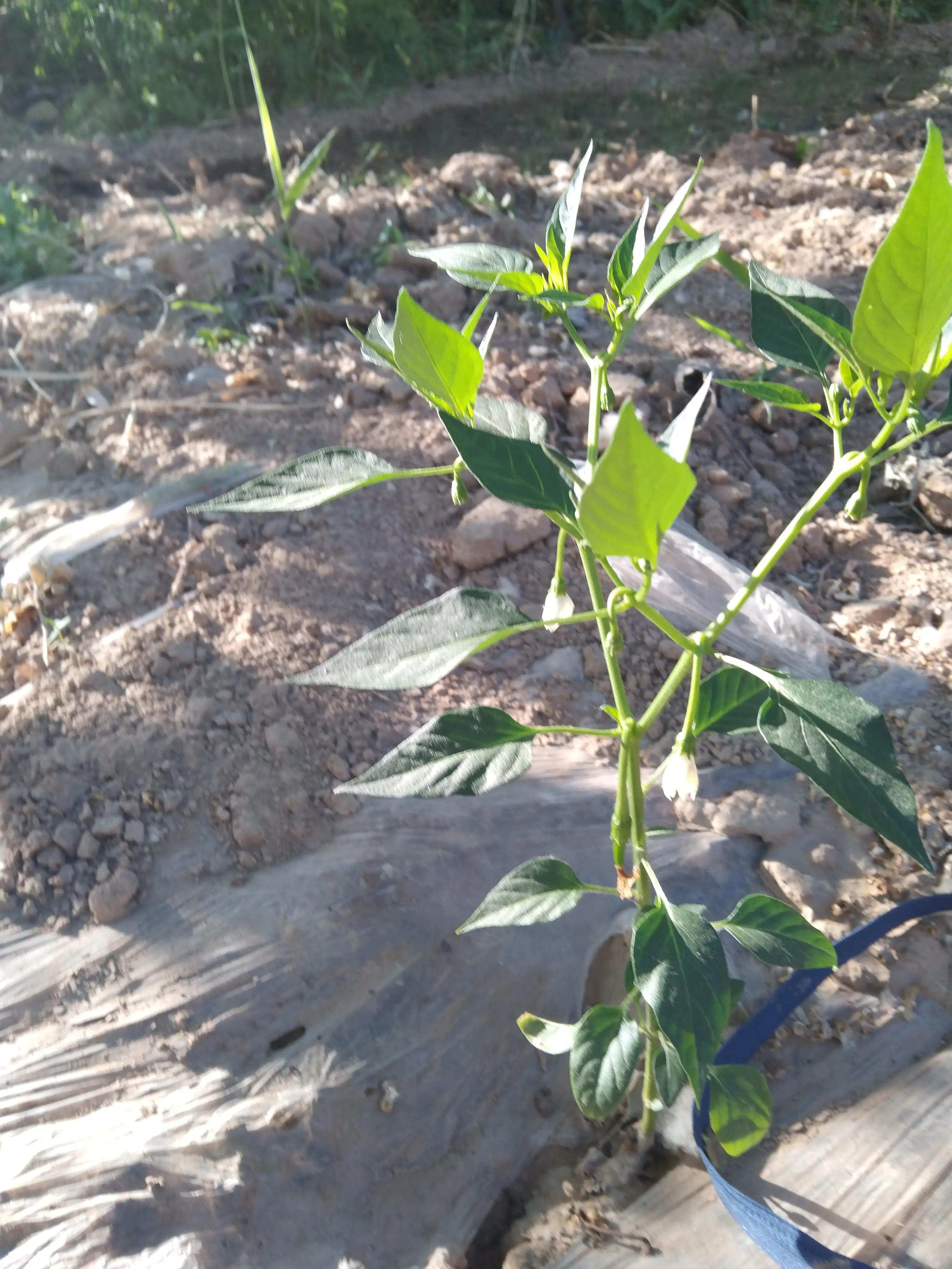这是我种的茄子,由于浇水不及时,长得并不快这是我种的韭菜,割过一茬