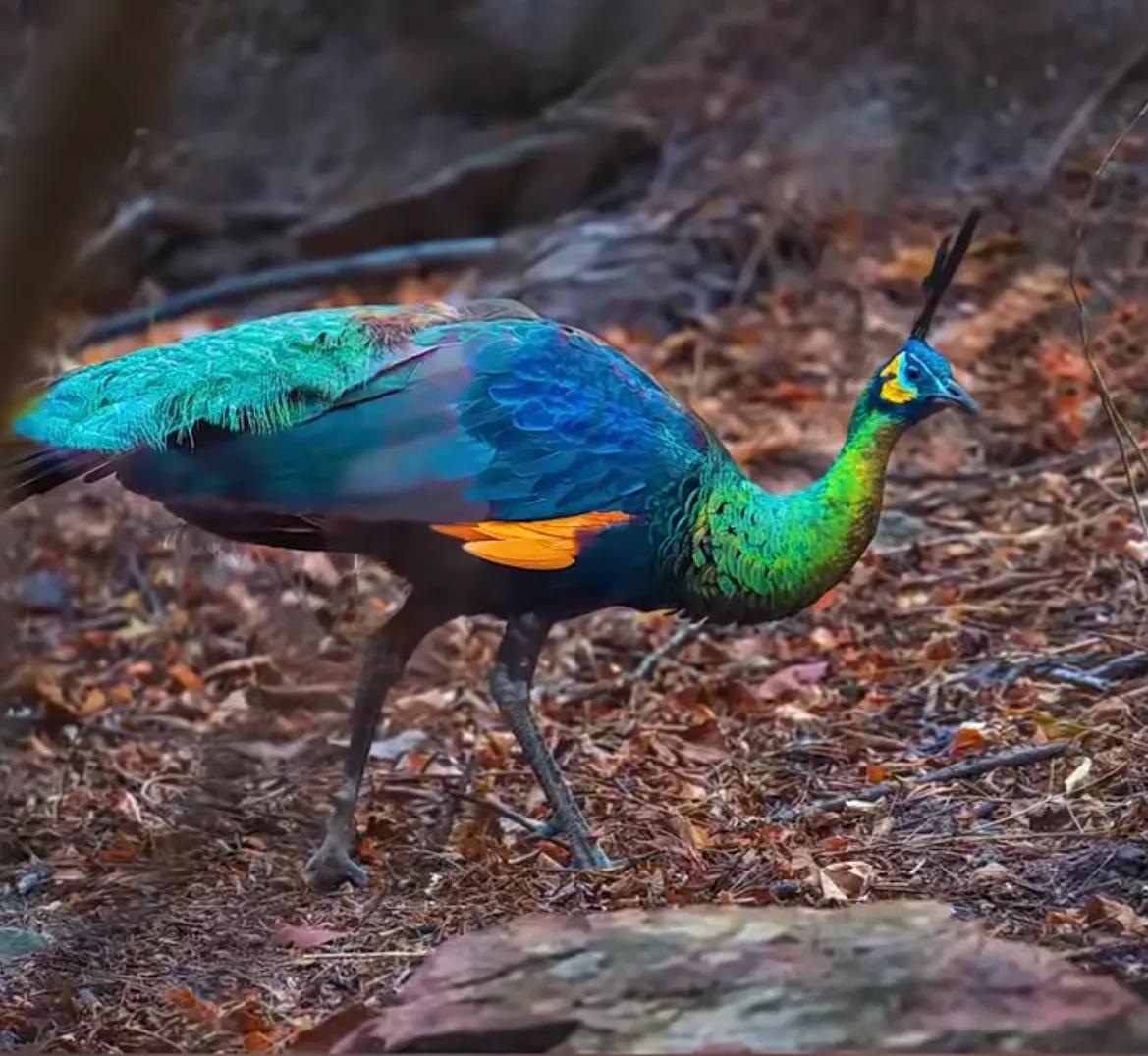 森林里都有什么鸟(森林里都有什么鸟可以给树尾) - 风集网