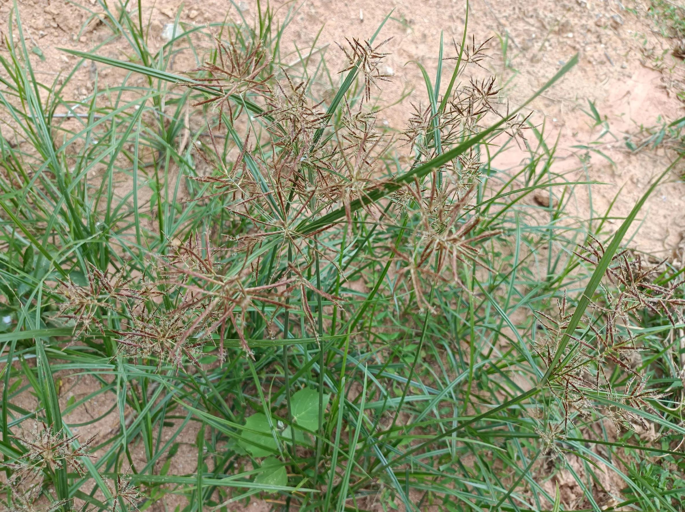 调经止血的功效,对痛经,闭经,月经不调,肝郁气滞,感冒,胃痛,腹泻,头痛