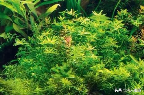 电光美人鱼咬别的鱼吗（180cm鱼缸的完美搭配）
