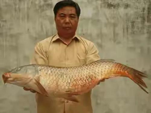 黄河鲤鱼价格堪比高档海鲜，它到底好在哪里，到底值不值钱？