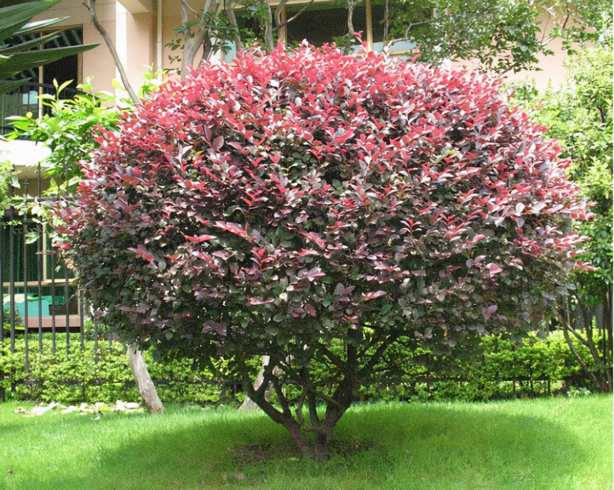 红花继木球怎么种(四个措施做好木球叶子不干枯 )