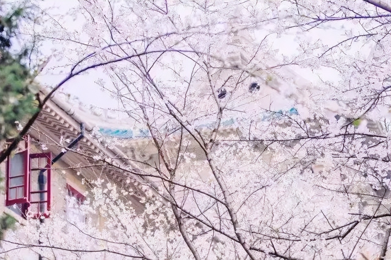 楼外积云灯远近，枝头覆雪月参差——梧桐院诗词第二期（云赏樱）