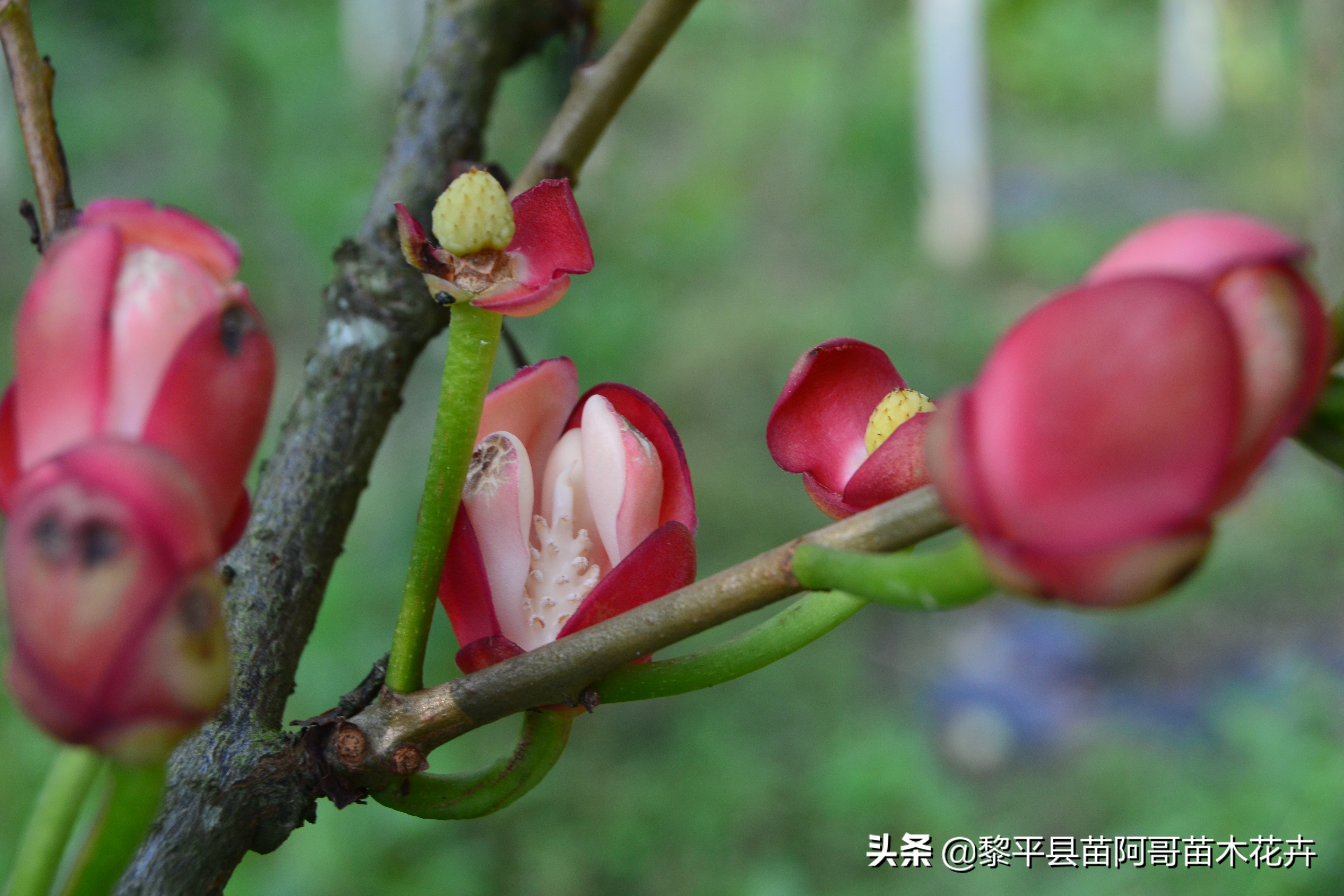 黑老虎水果种植(春季黑老虎水果养殖技巧及要点)