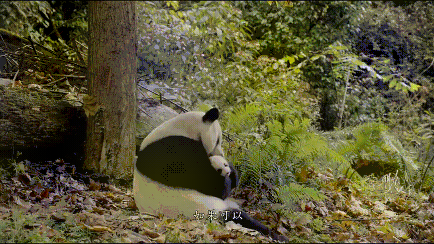 本季最佳喜剧，我妈看哭了，我气死了