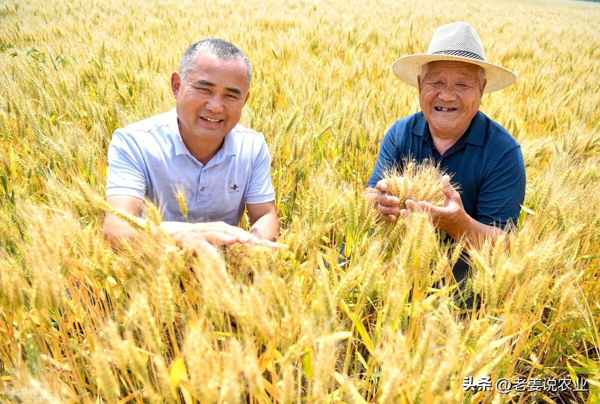 小麦价格上涨，贸易商可能会再次栽跟头，2023年5月21日小麦行情