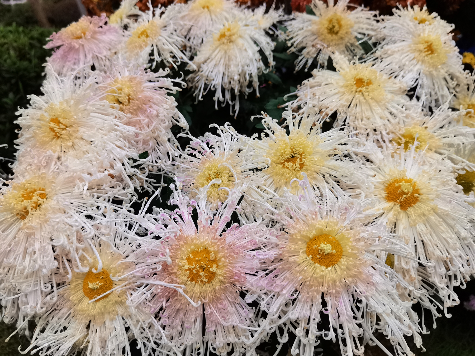 (zen)ɵҪＰԸ(ge)ص㣨ɵ(zhu)ҪＰԸص(he)¼-13ͼ(tu)Ƭ-Ʒ