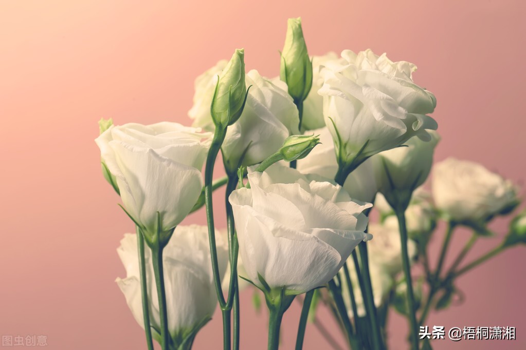 婚礼带花带哪边（婚礼那些人带配花）