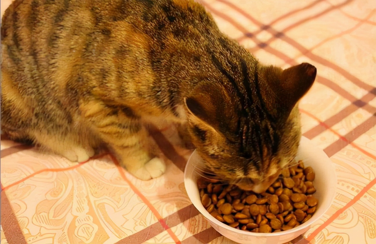 猫咪半夜喵叫，可能有这些原因