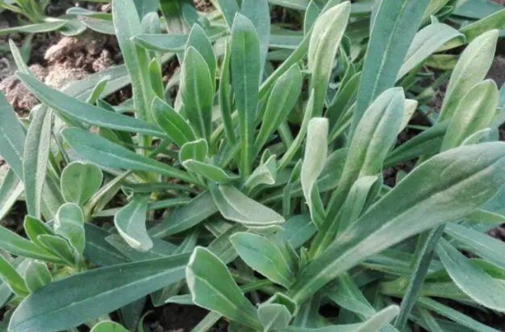 �Ѵ����ڻؼң�������δ����������16ζҰ��ͼ��