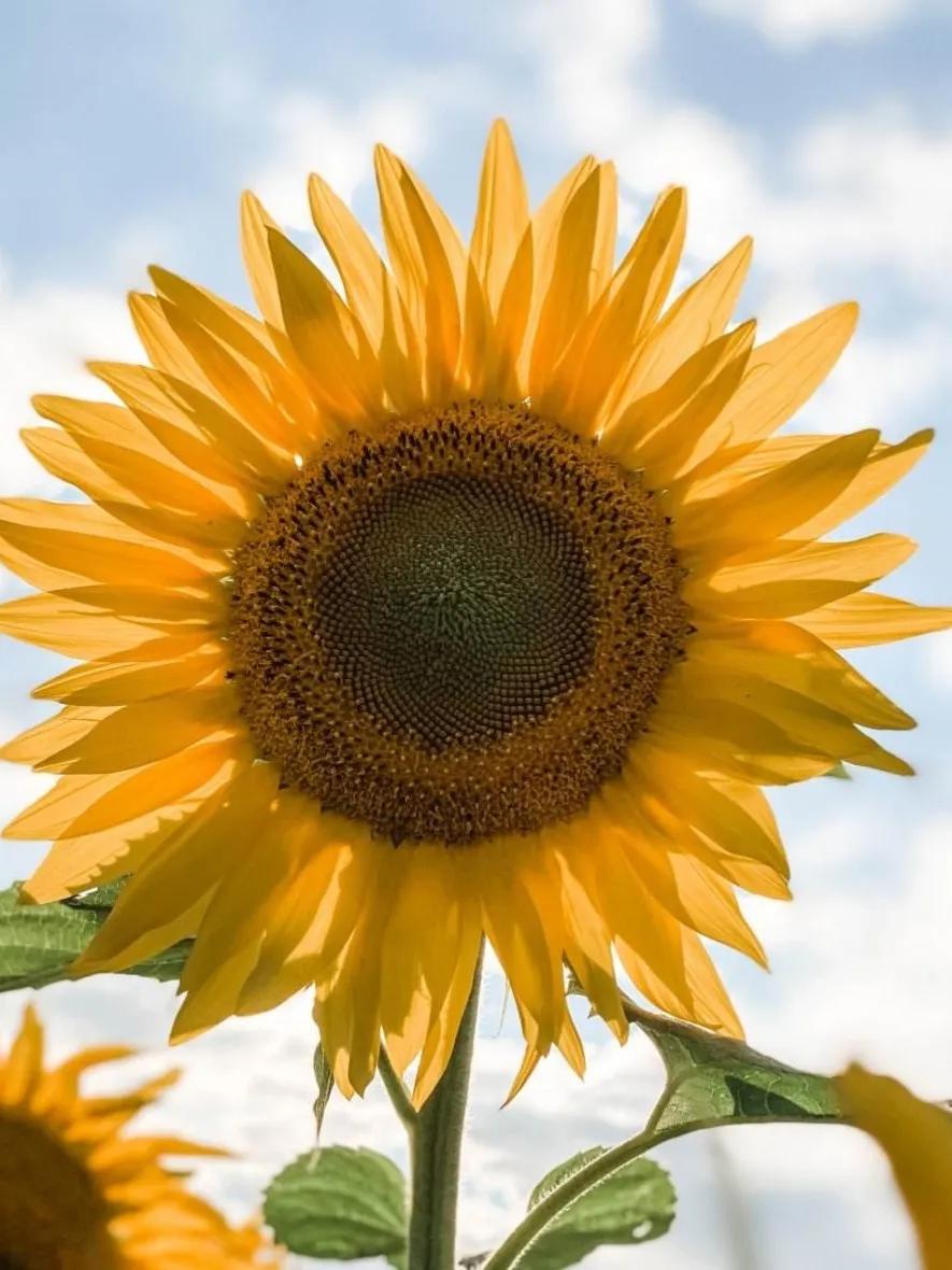 感谢那些伤害我的人，这句话真得对吗？