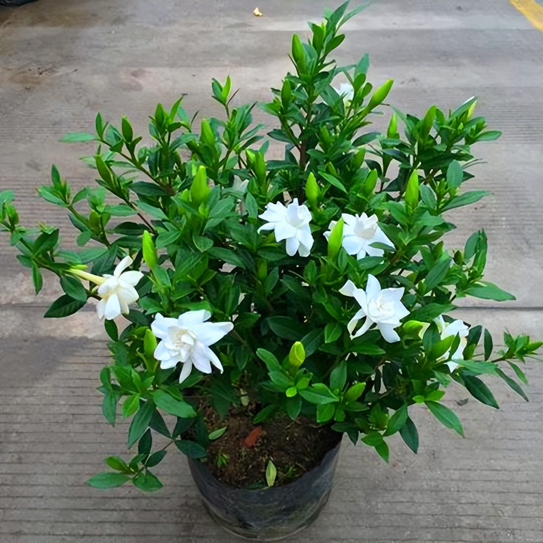 养好栀子花?5个窍门很简单,叶子绿出油,花开满枝香