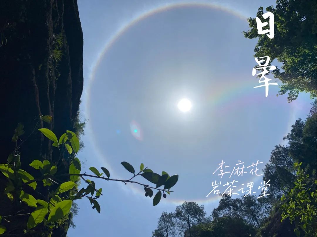 岩茶里，肉桂怎么区分好坏？听听老茶客的实话，都是踩坑后的血泪
