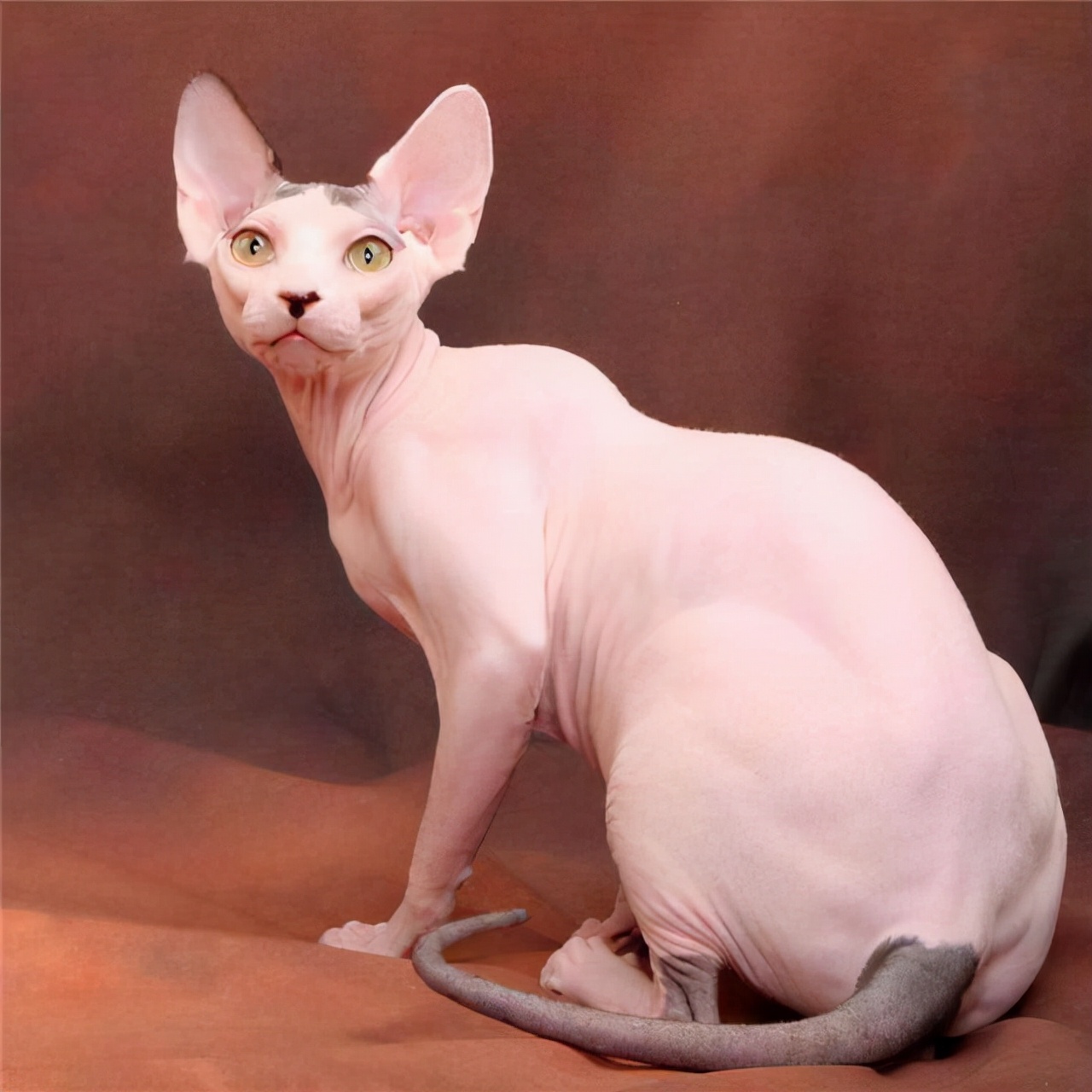 孟加拉猫多少钱一只(如果这些猫咪不要钱) - 价格百科