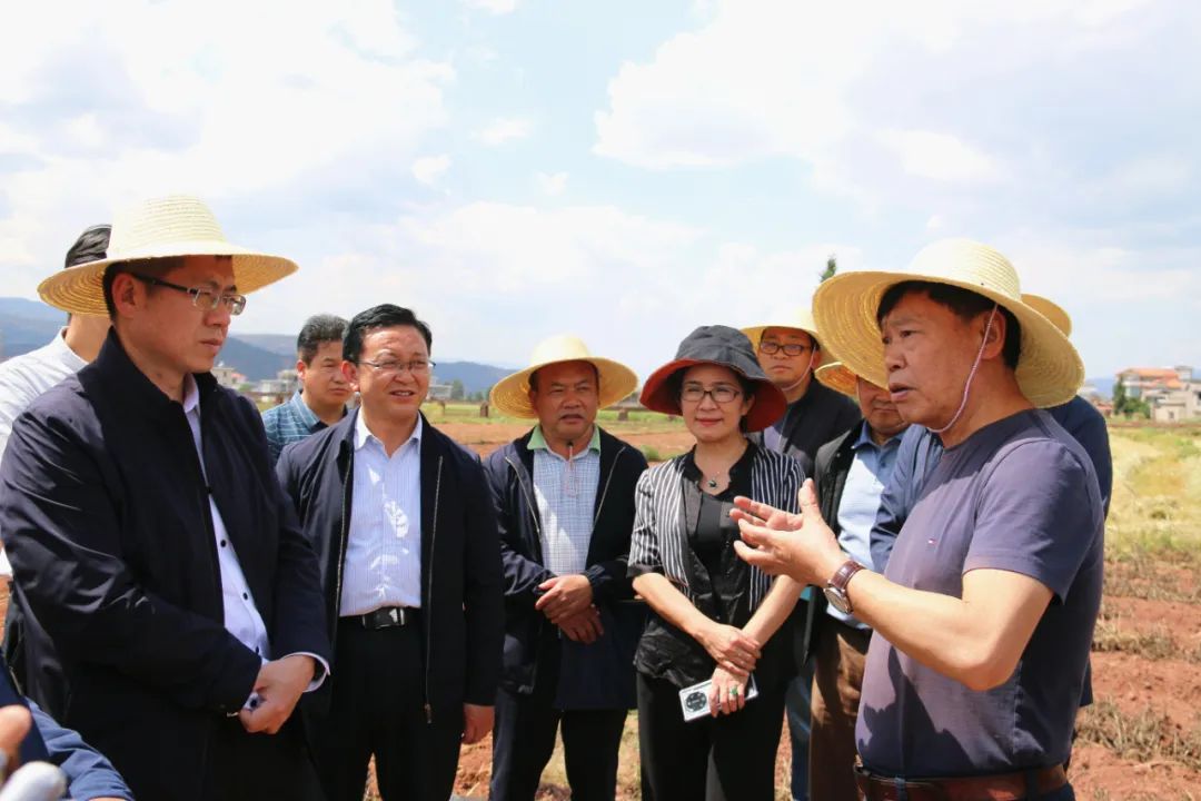“农民院士”朱有勇在大理打造“烟+青贮玉米”套种示范基地
