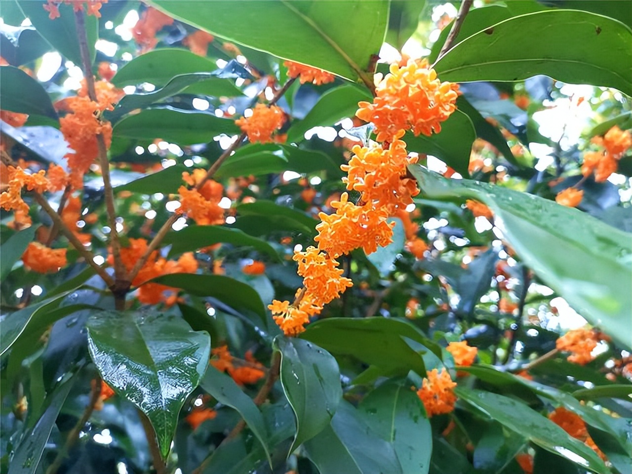 美化"于一身,可以观赏,可食用,还有吉祥的好寓意,俗话说得好"门前桂花