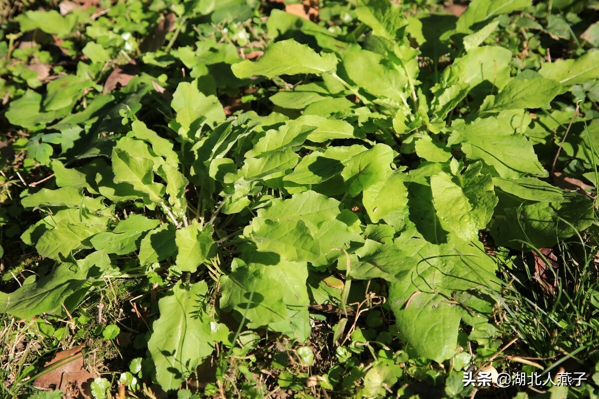 开春十大野菜图片（开春十大野菜图片高清）-第12张图片-科灵网