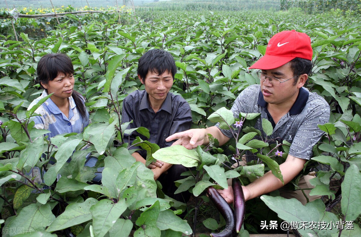 主要原因是哪些(种瓜种菜要重防土传病害！土传病害的主要原因和病害特点是什么？)