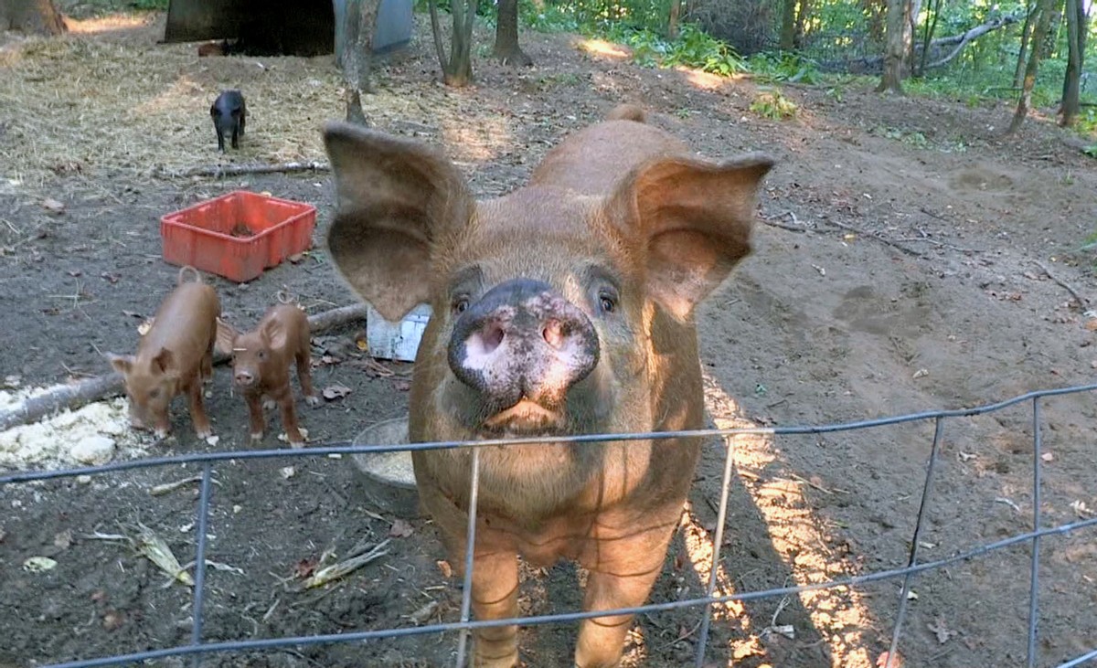 印度人不吃猪肉，也不吃牛肉，连鱼肉也嫌弃？那印度人吃什么肉？