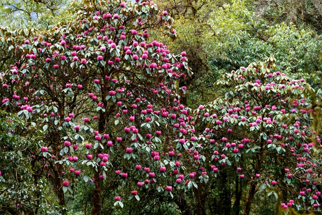 在腾冲，有一种红，叫杜鹃花开映山红