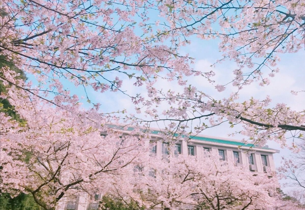 油菜花的习性（知识科普油菜花的生活习性）