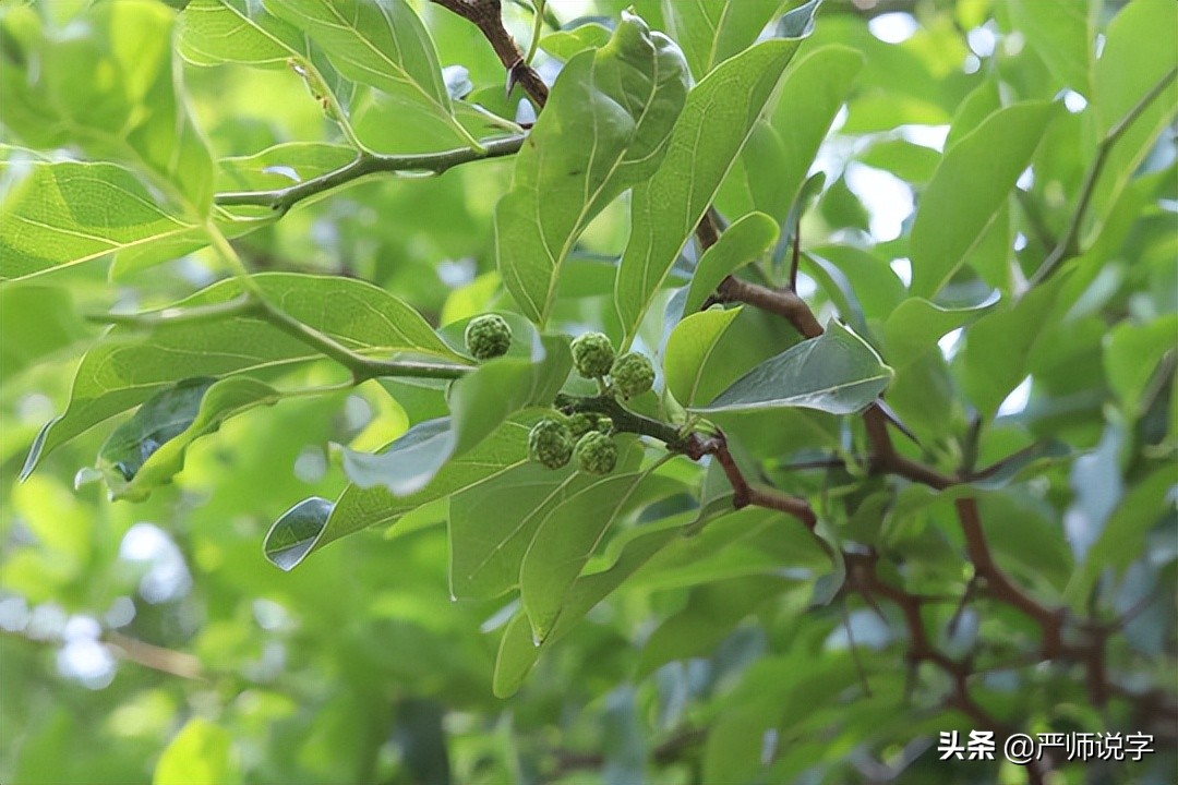 木字旁加石念什么（木字旁加石读什么字）-第3张图片-巴山号