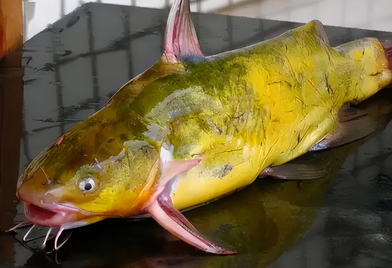 黄骨鱼腹水病是什么原因引起?黄骨鱼大肚子病怎么治疗?