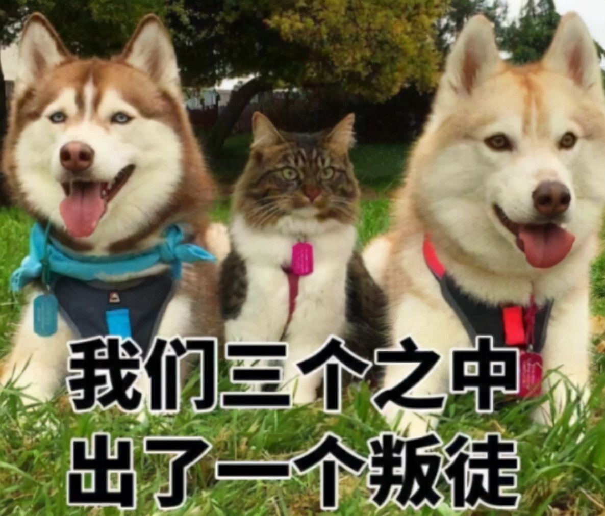 芝加哥公立学校设“性别中立厕所”，魔幻之余，是另一种“智慧”